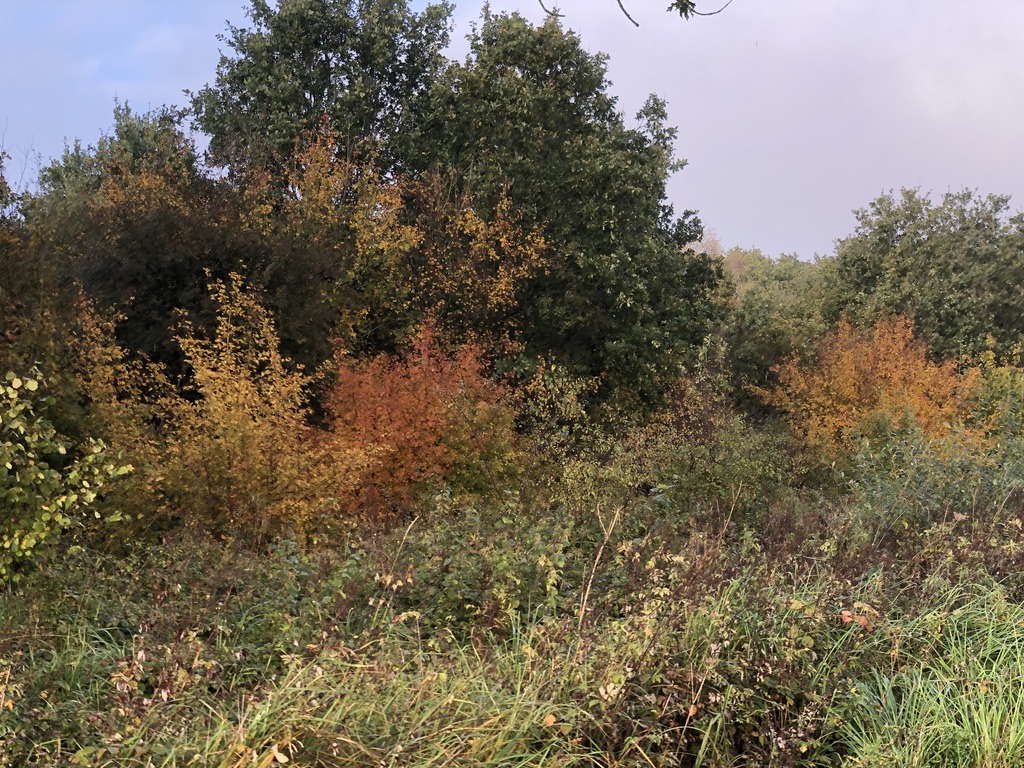 It's certainly beginning to look a lot like autumn in #RockinghamForest
