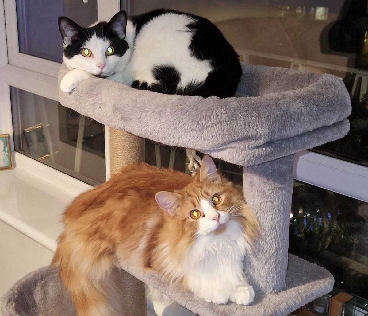 MNashCatRescue tweet picture