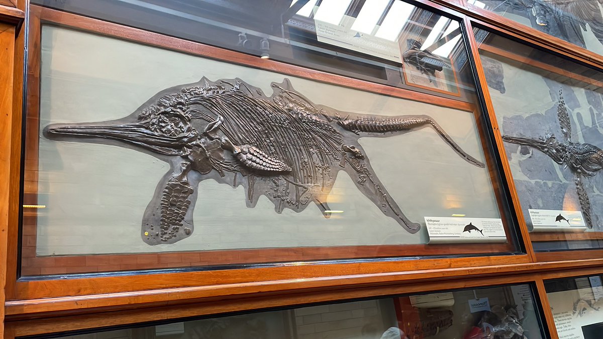 The girls have been looking at this amazing fossil of an ichthyosaur. It shows something very special about this type of marine reptile. Can you spot what it is?