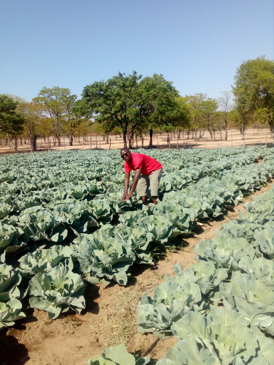 thuencube's tweet photo. Farming is both an art and science...Art in action. Beautiful @SeedCoZimbabwe cabbage Majesty F1 being subjected to the harsh heat of Sun-yet-sen in #Matobo. So far so good. https://t.co/HvDgL0yKsP