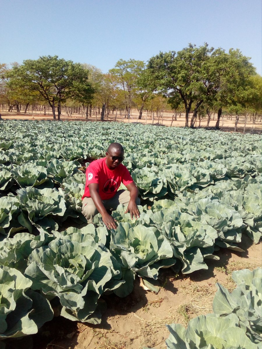 Farming is both an art and science...Art in action. Beautiful <a href="/SeedCoZimbabwe/">SeedCo</a> cabbage Majesty F1 being subjected to the harsh heat of Sun-yet-sen in #Matobo. So far so good.