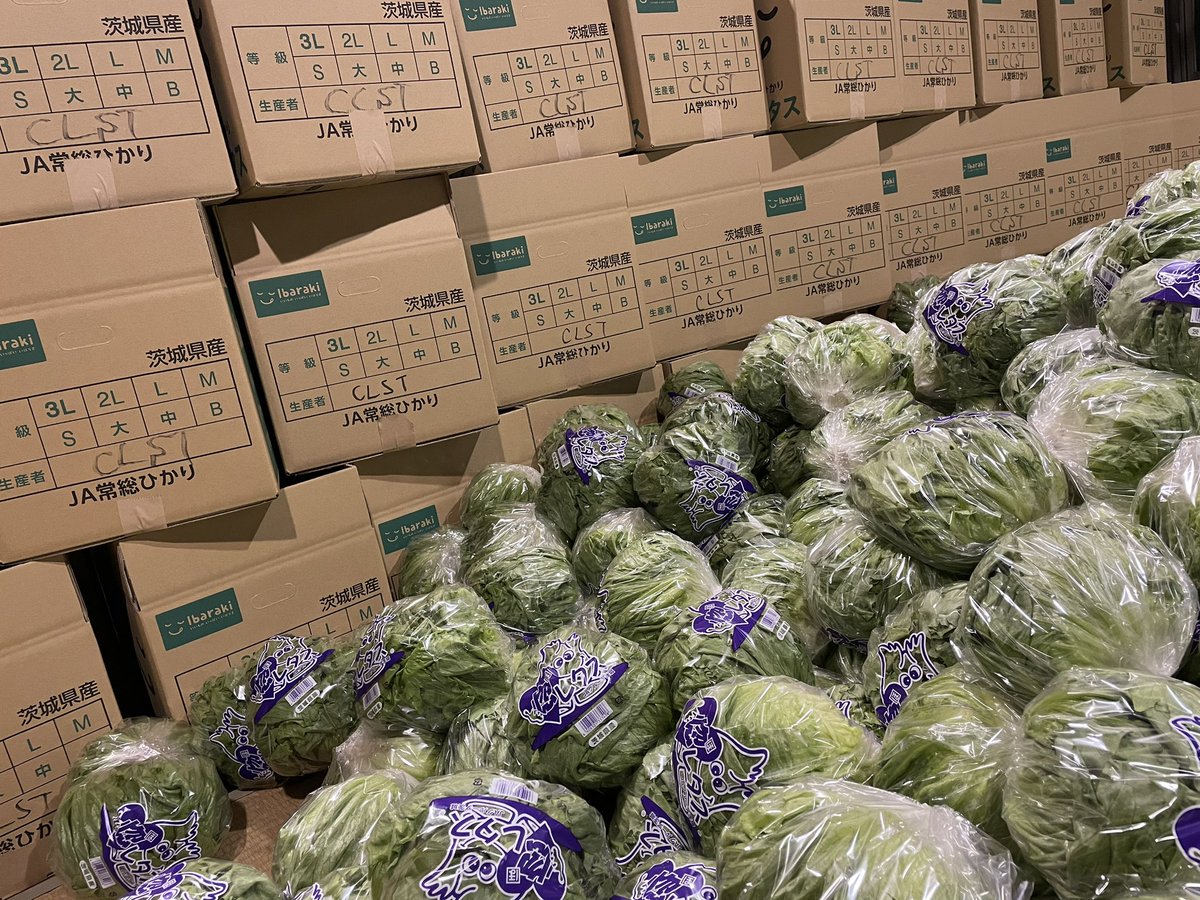 SHIMOTSUMA_CLST's tweet photo. SHIMOTSUMA CLSTレタスの最新の様子🙌
🥬収穫始まってます🪇
播種から栽培管理収穫、販売までクラスタメンバーが1つとなって取り組みます🧚
ここで野菜作りのノウハウをメンバー皆で考える機会です👩🌾
メンバー秋の繁忙期ですが夕方から参加してます🚜
宜しくお願いします😀
#CLSTquality
#下妻ぐらし https://t.co/3LZ1F3CJjq