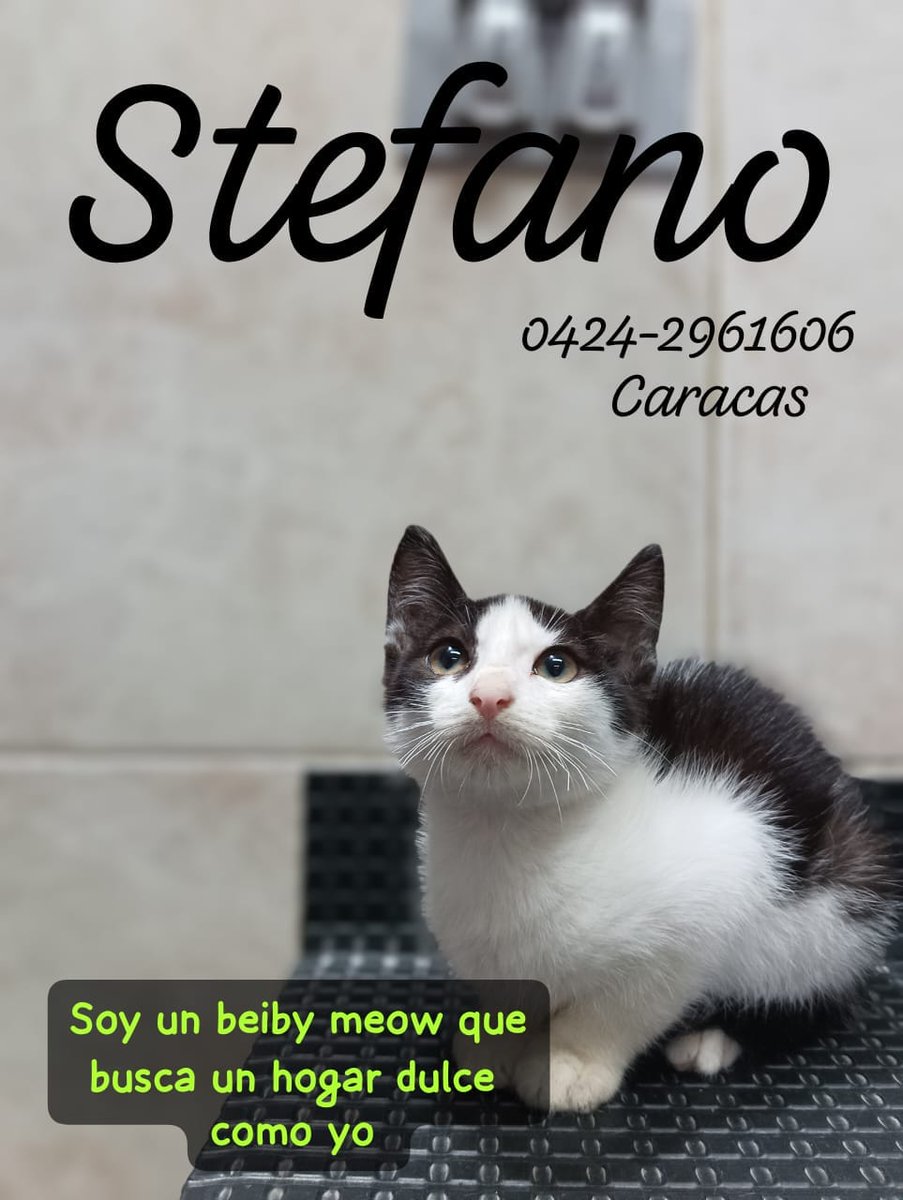 Un hogar responsable para este bello galán llamado Stefano, Caracas