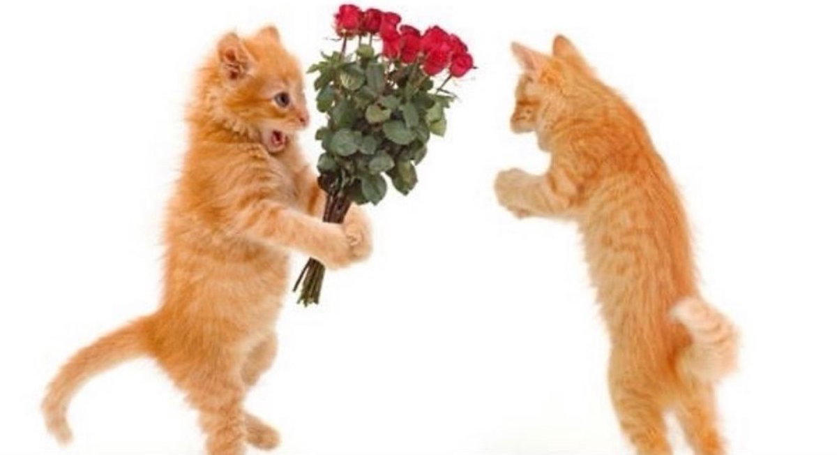 PostsOfCats's tweet photo. https://t.co/PZXIX8TrhA