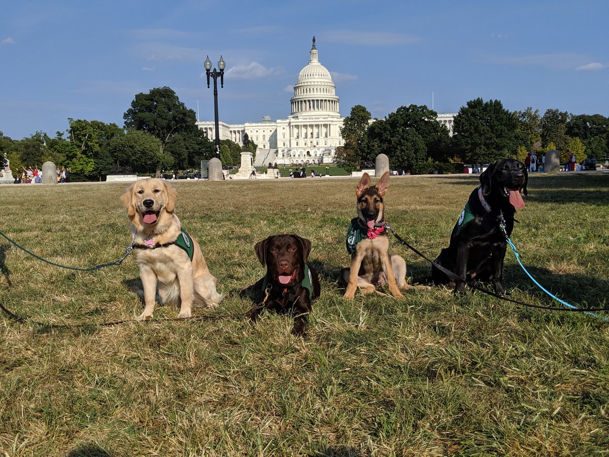 SeeingEyeInc's tweet photo. Your voice matters! Donβt forget to use it. Vote today!
#TheSeeingEye #SeeingEye #SeeingEyePuppy #Vote #ElectionDay https://t.co/X8OYNY2f5v