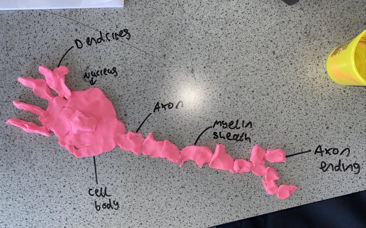 Miss Mosin (@missmosin) on Twitter photo The structure of a neurone lesson is always a favourite for our Higher Human Biologists! <a href="/RenfrewScience/">Renfrew Science</a> ๐ง The structure of a neurone lesson is always a favourite for our Higher Human Biologists! <a href="/RenfrewScience/">Renfrew Science</a> ๐ง