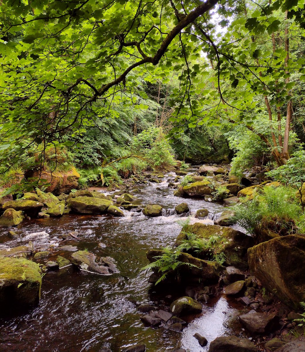 #wetlandwednesday
Hallas Beck just downstream from Goit Stock Waterfall in Bradford, West Yorkshire.