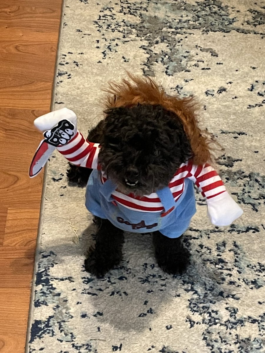 Sam Jackel tweet media