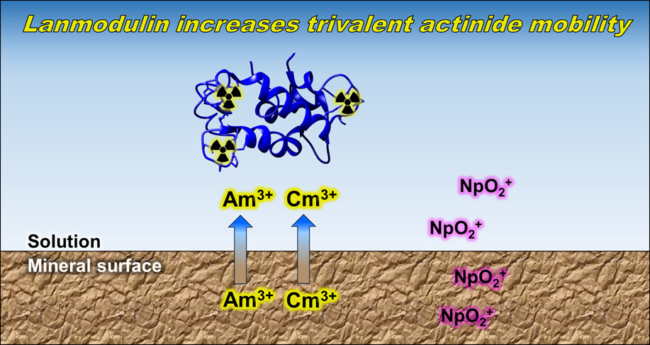 Environmental Science & Technology Journals (@envscitech) on Twitter photo The #migration of certain #nuclear waste radioisotopes gets a boost from natural #proteins.
Collaboration <a href="/Seaborg_LLNL/">Glenn T. Seaborg Institute at LLNL</a> (<a href="/Livermore_Lab/">Lawrence Livermore National Laboratory</a>) + <a href="/CotruvoLab/">Joey Cotruvo</a> (<a href="/penn_state/">Penn State</a>)
Out now in ES&T: go.acs.org/6Ke The #migration of certain #nuclear waste radioisotopes gets a boost from natural #proteins.
Collaboration <a href="/Seaborg_LLNL/">Glenn T. Seaborg Institute at LLNL</a> (<a href="/Livermore_Lab/">Lawrence Livermore National Laboratory</a>) + <a href="/CotruvoLab/">Joey Cotruvo</a> (<a href="/penn_state/">Penn State</a>)
Out now in ES&T: go.acs.org/6Ke