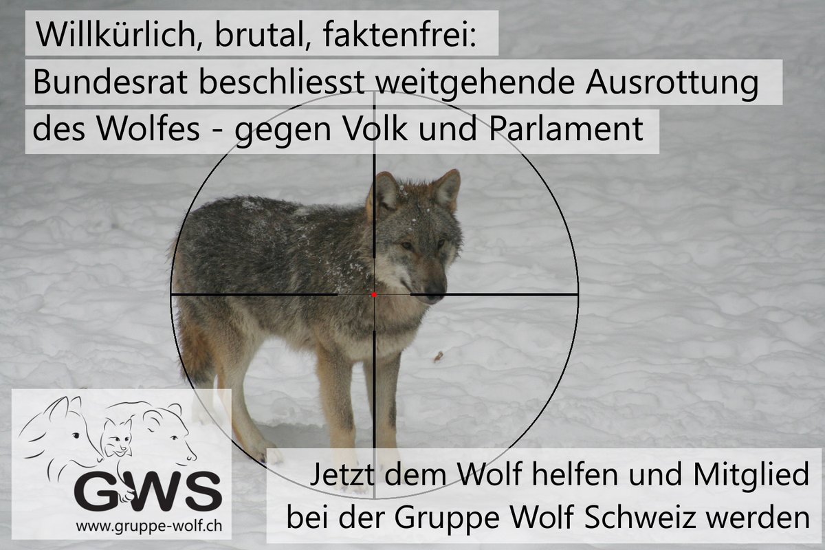 Der Bundesrat hat heute beschlossen, dass der Wolf auf 90% der Landesfläche komplett abgeschossen werden darf. Er ignoriert dabei den Willen des Volkes und des Parlamentes, welches der Ausrottung des Wolfes bis hin auf die lokale Ebene eine Absage erteilt hat.