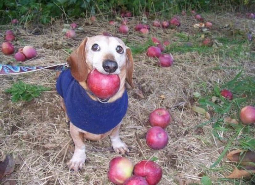 com lifenfa vofe afeita uma mafa