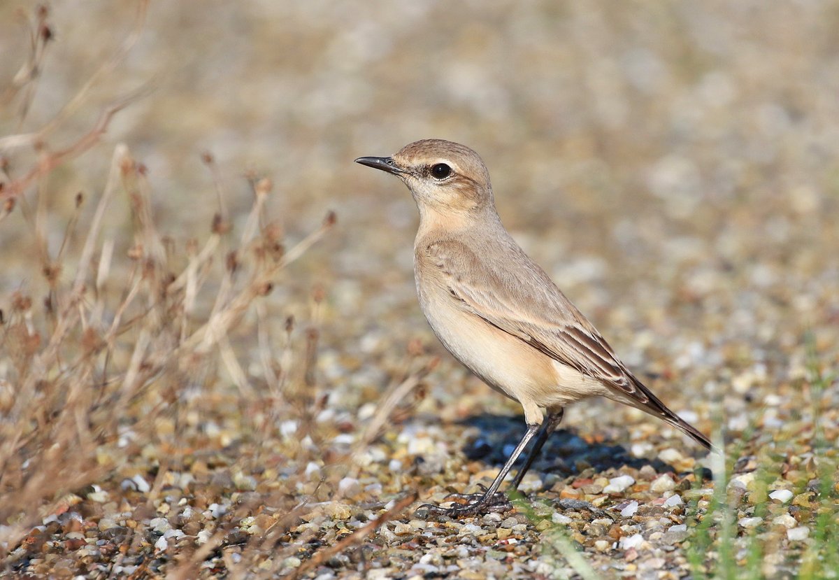 ISABELLINE WHEATEAR  / IZABELTAPUIT, Prins Hendrikzanddijk, Texel, Netherlands by Thomas van der Es. More at dutchbirding.nl/gallery 
#birds #vogels #birdwatching #vogelskijken #Texel