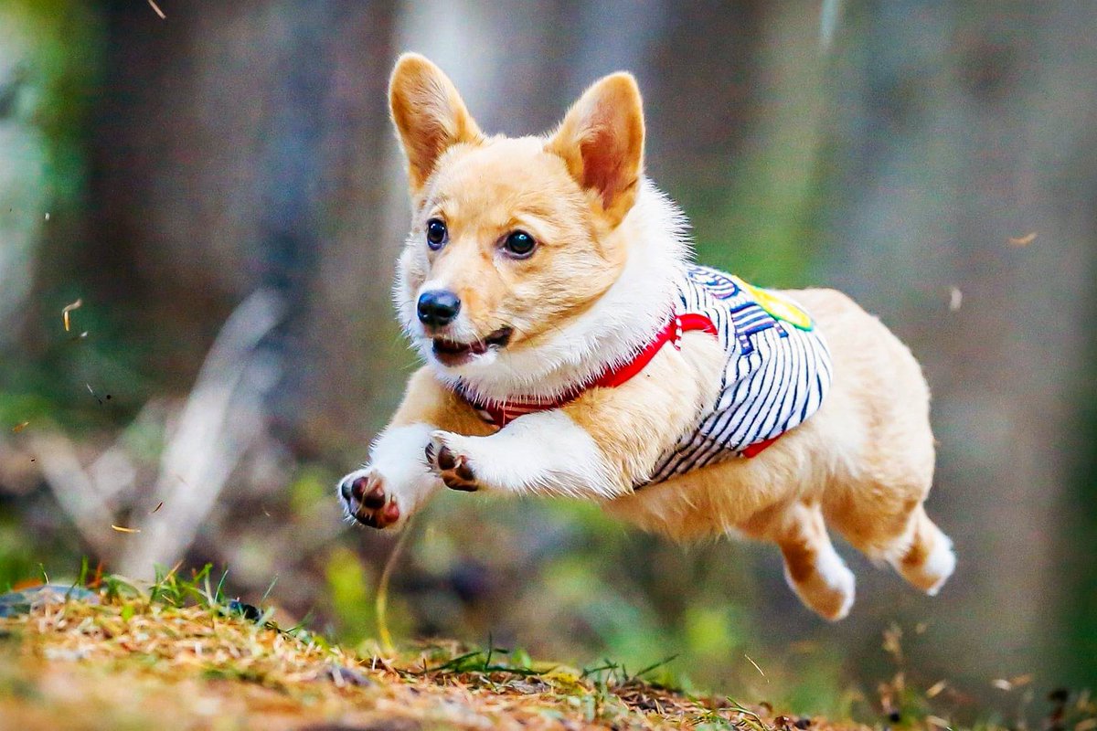 pandacross4wd's tweet image. 空飛ぶ4ヶ月の天使
#welshcorgi #welshcorgipembroke #コーギー #ウェルシュコーギー #ウェルシュコーギーペンブローク #パピー犬 #puppy #puppydog #tokyocameraclub #dogphotographer #犬写真家 #ドッグカメラマン #難病カメラマン #出張撮影 #inuclub_jpn #飛行犬 #airdog #空飛ぶ犬