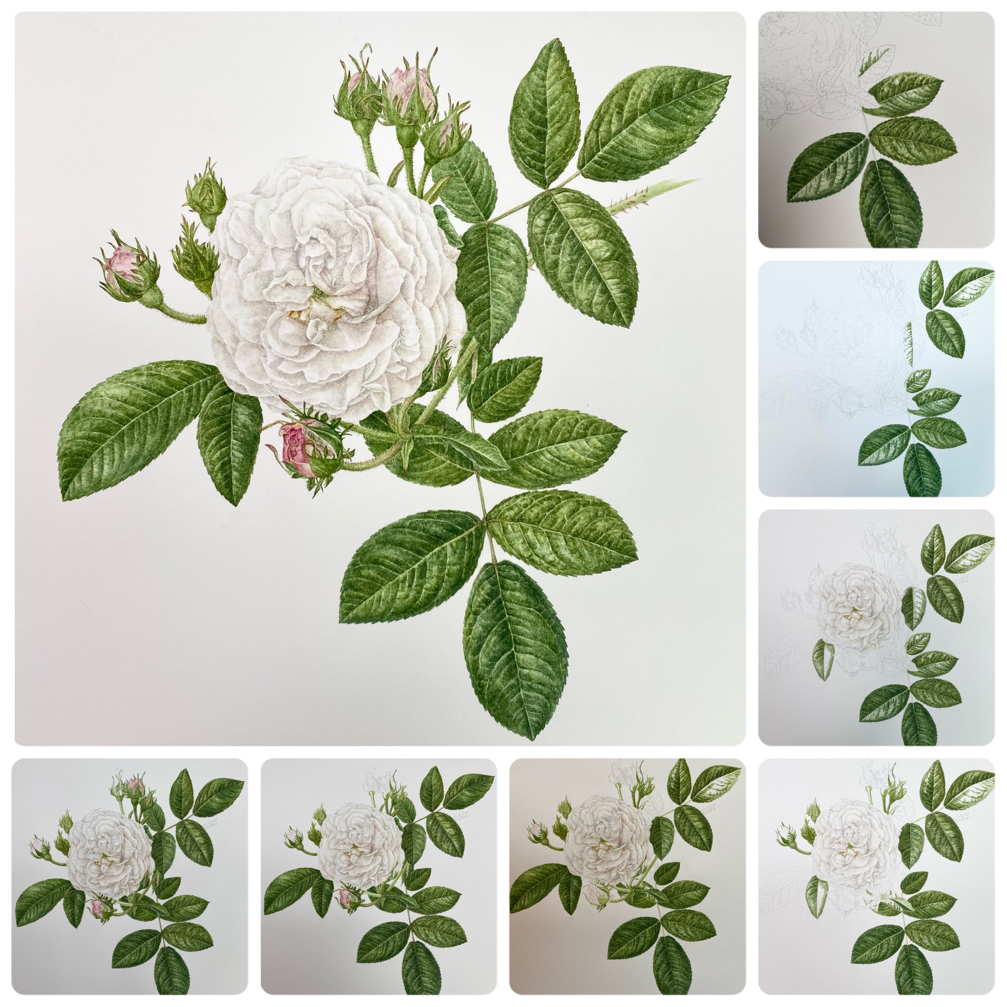 ホワイト 薔薇が好き様 ご近所バラ84 返り咲き（その2） ホワイトディックコスターか