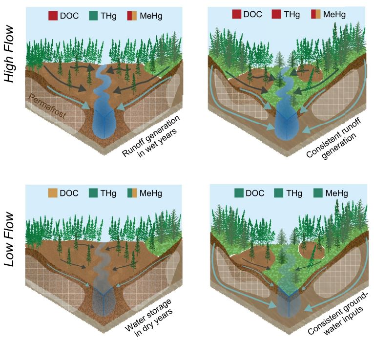 New study shows how landcover and wet-dry periods control mercury and carbon export from rivers in the discontinuous permafrost zone. Great job Lauren and team! https://doi. org/10.1029/2023WR034848