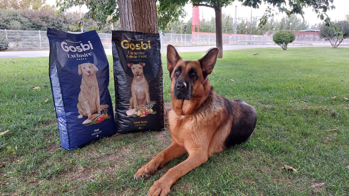 majosalayeto's tweet photo. Aiko ya está disfrutando de su pienso #Gosbi hecho a partir de ingredientes naturales de la más alta calidad 🤤
#Excusive #ExclusiveGrainFree https://t.co/VNchlu5jAU