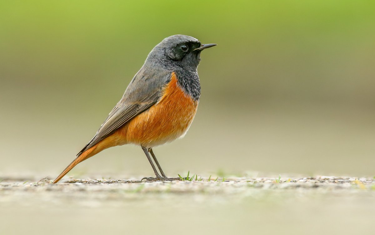 EASTERN BLACK REDSTART / OOSTERSE ZWARTE ROODSTAART, Egmond aan den Hoef, Netherlands, Oct 28th by Sven Valkenburg. More of this bird at dutchbirding.nl/gallery
#birds #vogels #birdwatching #vogelskijken