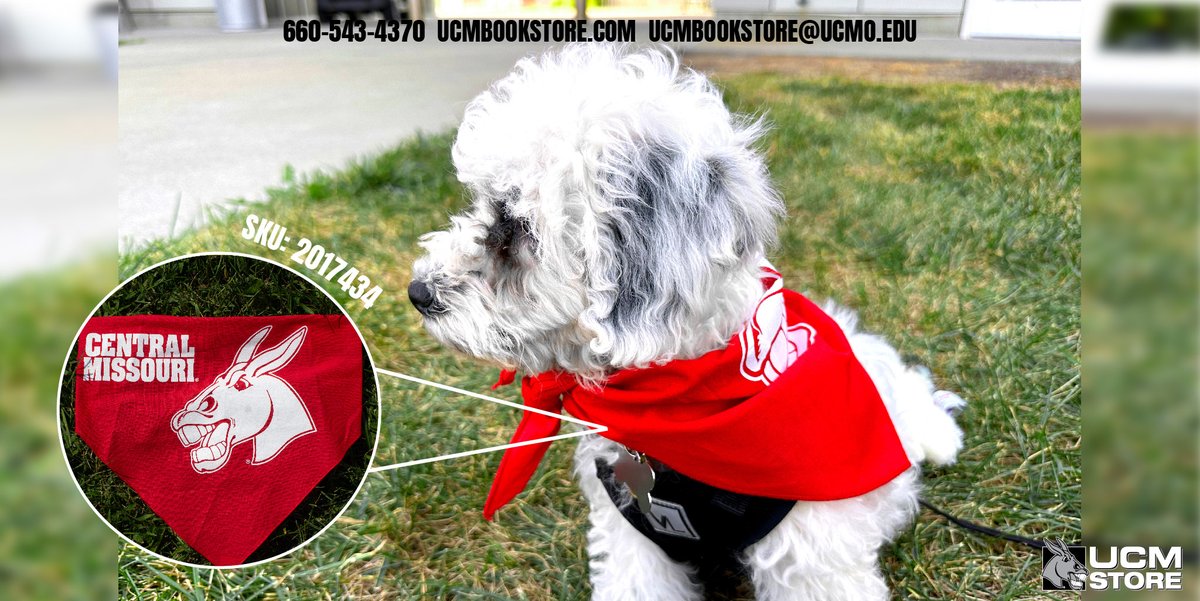 Our furry friends are like family! So, Match with your furry pal by picking up a Central Missouri bandana for them! Available instore or online at ucmbookstore.com
#dogs #mules #UCM #shopUCMstore