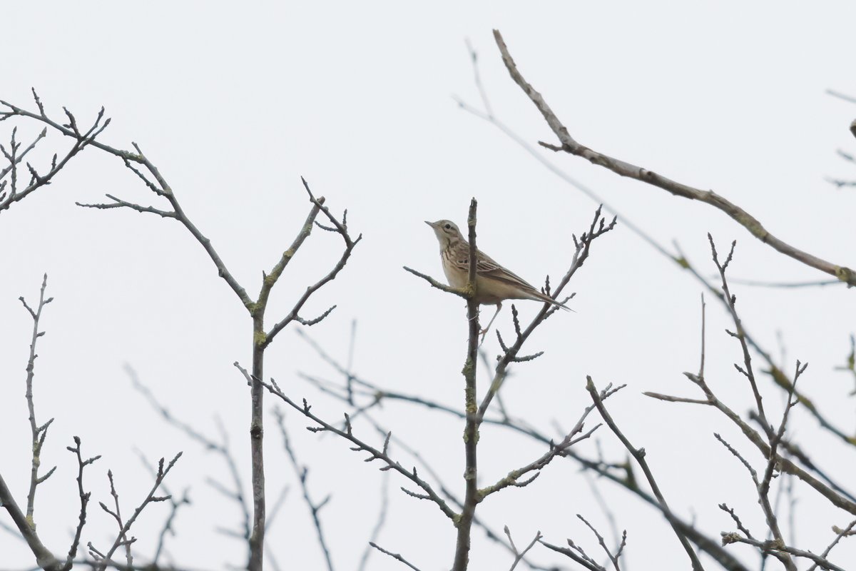 BLYTH'S PIPIT / MONGOOLSE PIEPER, Meijendel, Netherlands, Oct 31st by Vincent van der Spek.
dutchbirding.nl/gallery
#birds #vogels #birdwatching #vogelskijken