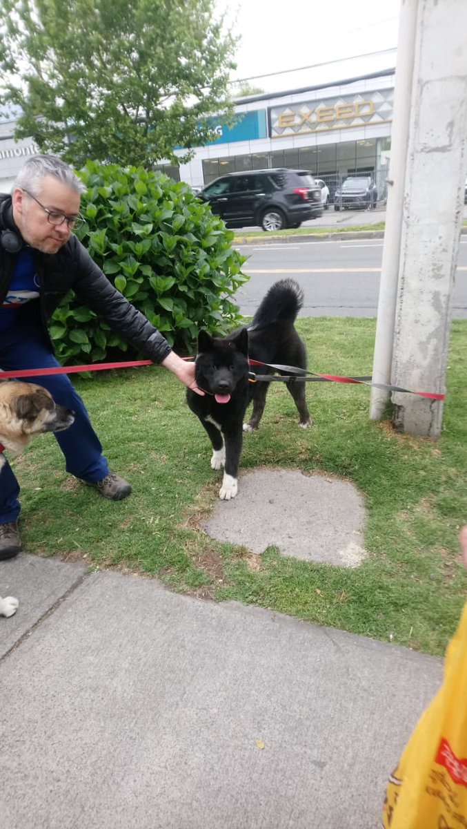Chinifa's tweet photo. Hola! Se encontró este perrito en Av. Vitacura con La Aurora, si alguien sabe me avisa por acá. Por favor RT @carolinapinoc @KarendTV @urrutia_sonia https://t.co/yrgS2Jm4d4