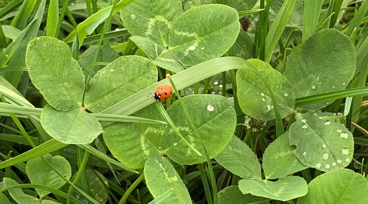 Veehouders kennen de voordelen van klaver. Het plantje kan met weinig input van stikstof toe en levert extra eiwit in het ruwvoer. Met de fors gestegen kunstmestprijzen loont het nog meer. Lees de tips voor het doorzaaien:
#barenbrug #klaver #doorzaaien barenbrug.nl/veehouderij/va…