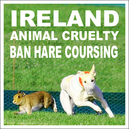 banbloodsports's tweet photo. CRUEL COURSING: Hares running for their lives today at the #Fermoy &amp; Grange #Cork and #Freshford #Kilkenny coursing meetings. Join us in urging @LeoVaradkar @MichealMartinTD @EamonRyan @McConalogue to #BanHareCoursing https://t.co/vXJ7PPmBN8 #Ireland #AnimalCruelty https://t.co/x5khbY56mg