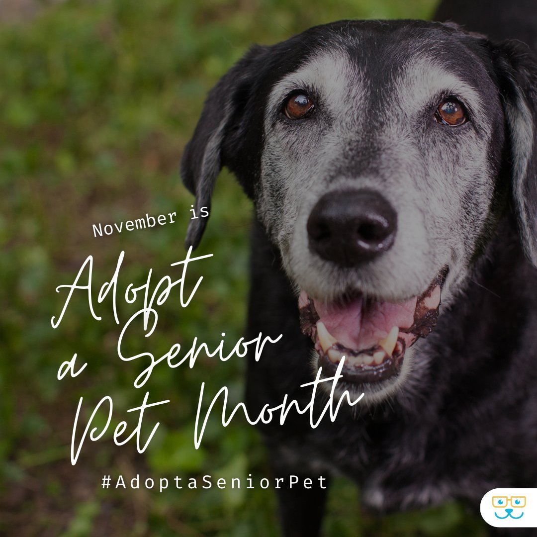 November is Adopt a Senior Pet Month! Give love and a forever home to these wise and wonderful companions. #vieravet #adoptaseniorpetmonth #adoptaseniorpet #seniorpetlove #seniorpetcare