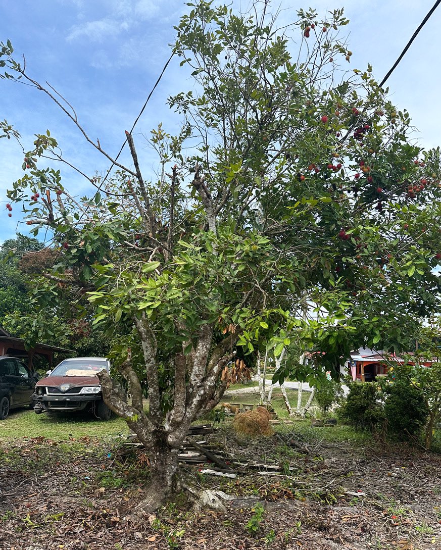 raffoes's tweet photo. 2001, Ramadan afternoon, perched on a thin branch, 8 y/o me was eating Rambutans. The branch snapped, I fell flat on my back and cracked my left 10th rib.

Today this tree is old and unhealthy, I cleaned it off of lianas and parasites, trimmed it, ribs intact afterwards. Growth. https://t.co/1rvaWPFgZn