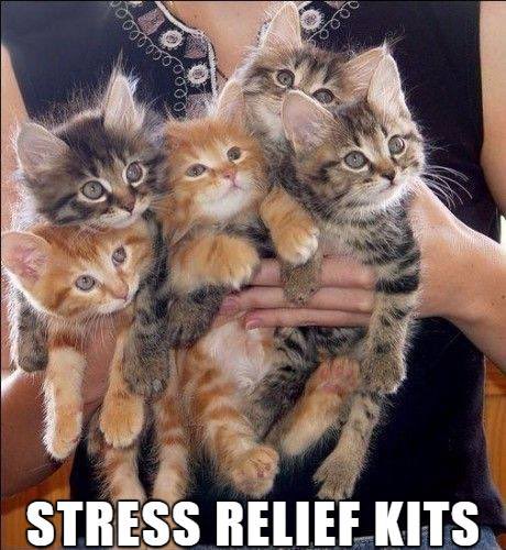 Because many humans seem to be so stressed, may I suggest workplaces add a Kitten Cubicle and Puppy Pit? So much better than a boring break room, right? (The human thinks there should also be a liquor dispenser, but I’m not sure about that…)
#NationalStressAwarenessDay…