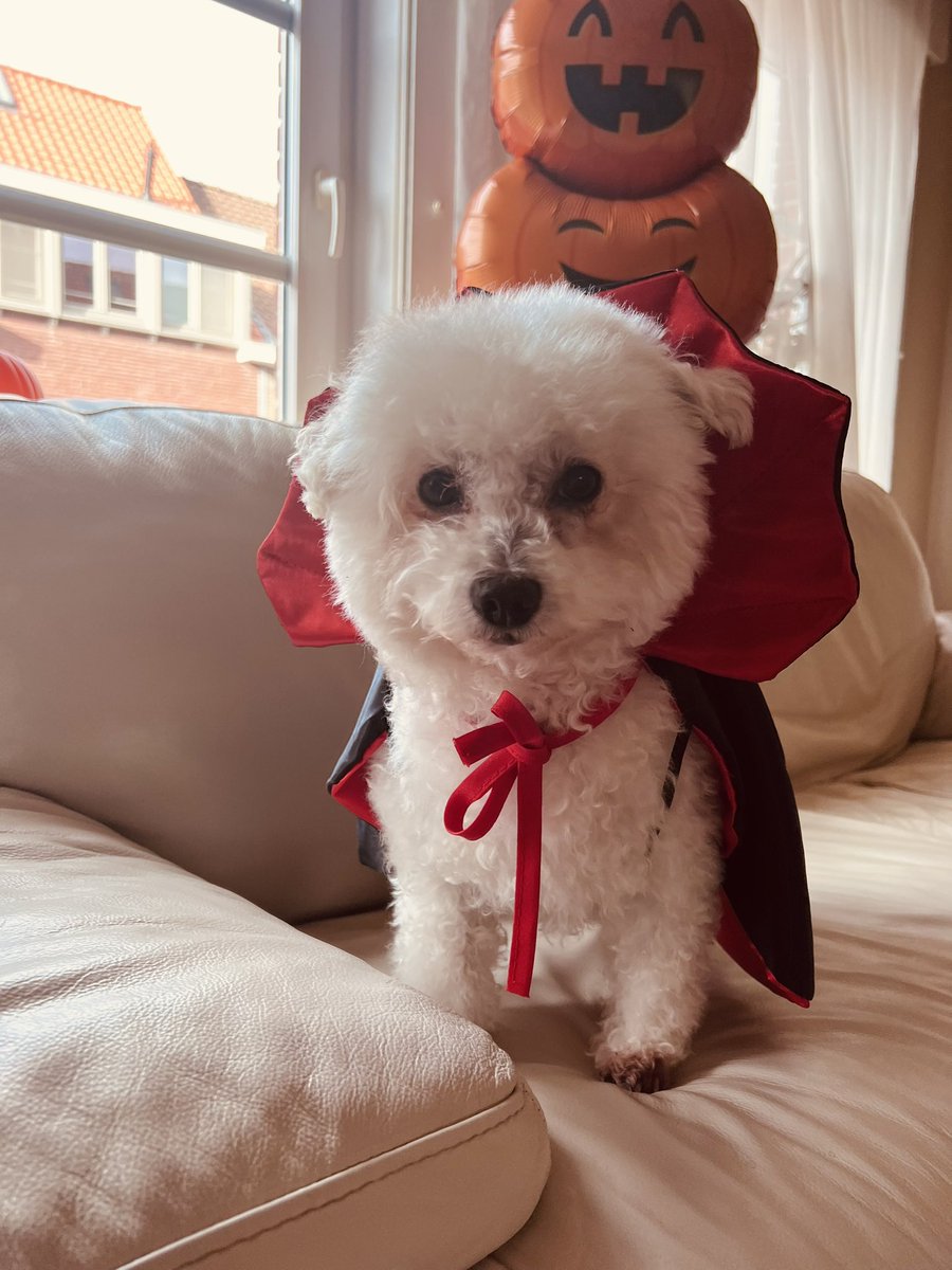 arianadel_pilar's tweet photo. Happy Halloween 🎃 👻🍭 #HappyHalloween2023  #condedracula #angelnegro🖤 #brugge #Belgium https://t.co/fXdhBJh33F