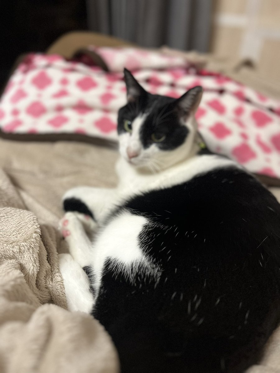 DUee66352's tweet photo. あーーーーーー😩😮‍💨
ネコ🐈、かわいいー！！！！！
ちなみに名前は　　　　　　　　　　　｛初登場！｝  
　 白黒の方が桃太郎(親がつけた)
｛2回目｝
　白色の方がミルク(自分がつけた)
ですっ！ https://t.co/f8ylHuh7WD