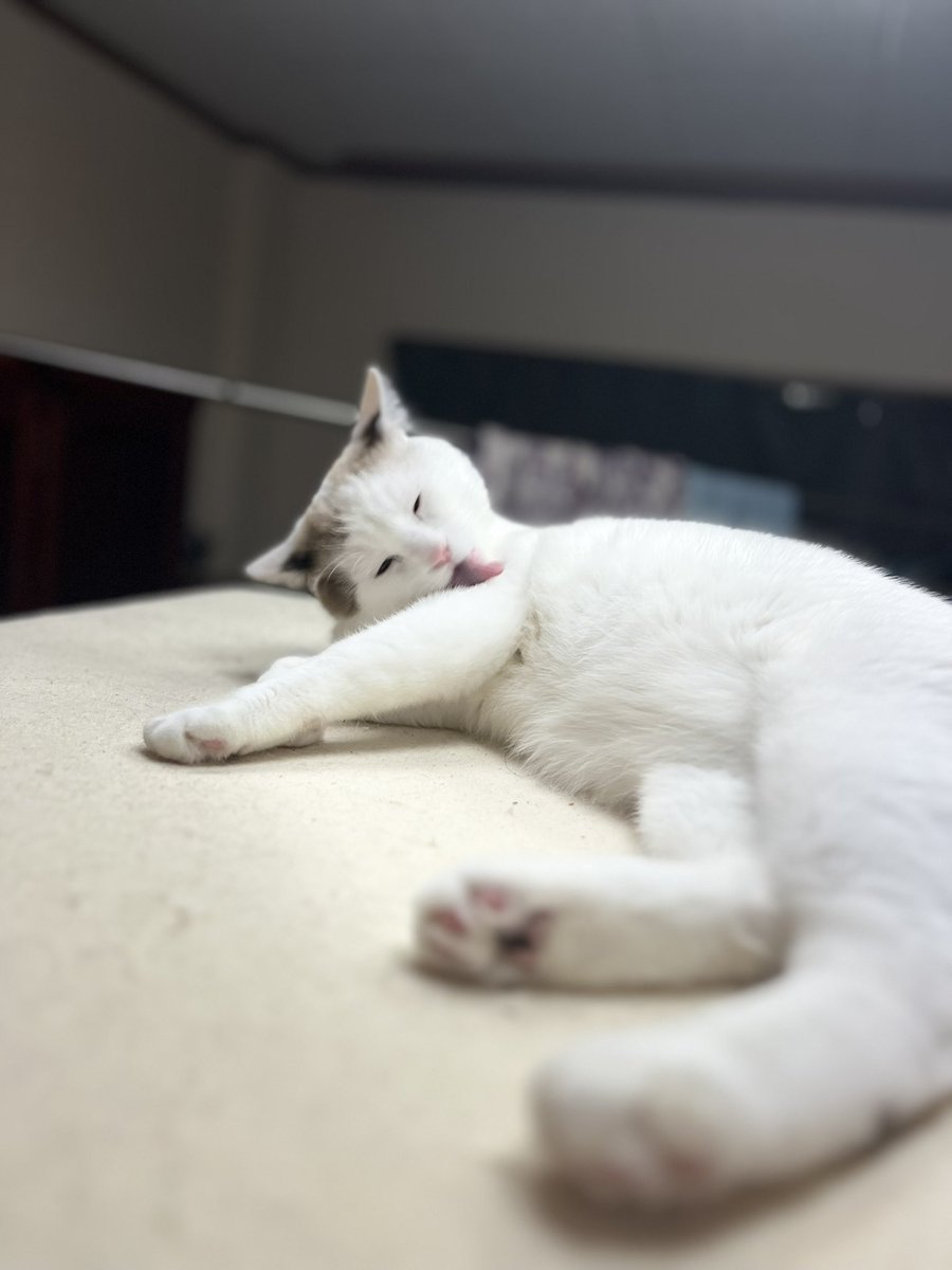 DUee66352's tweet photo. あーーーーーー😩😮‍💨
ネコ🐈、かわいいー！！！！！
ちなみに名前は　　　　　　　　　　　｛初登場！｝  
　 白黒の方が桃太郎(親がつけた)
｛2回目｝
　白色の方がミルク(自分がつけた)
ですっ！ https://t.co/f8ylHuh7WD