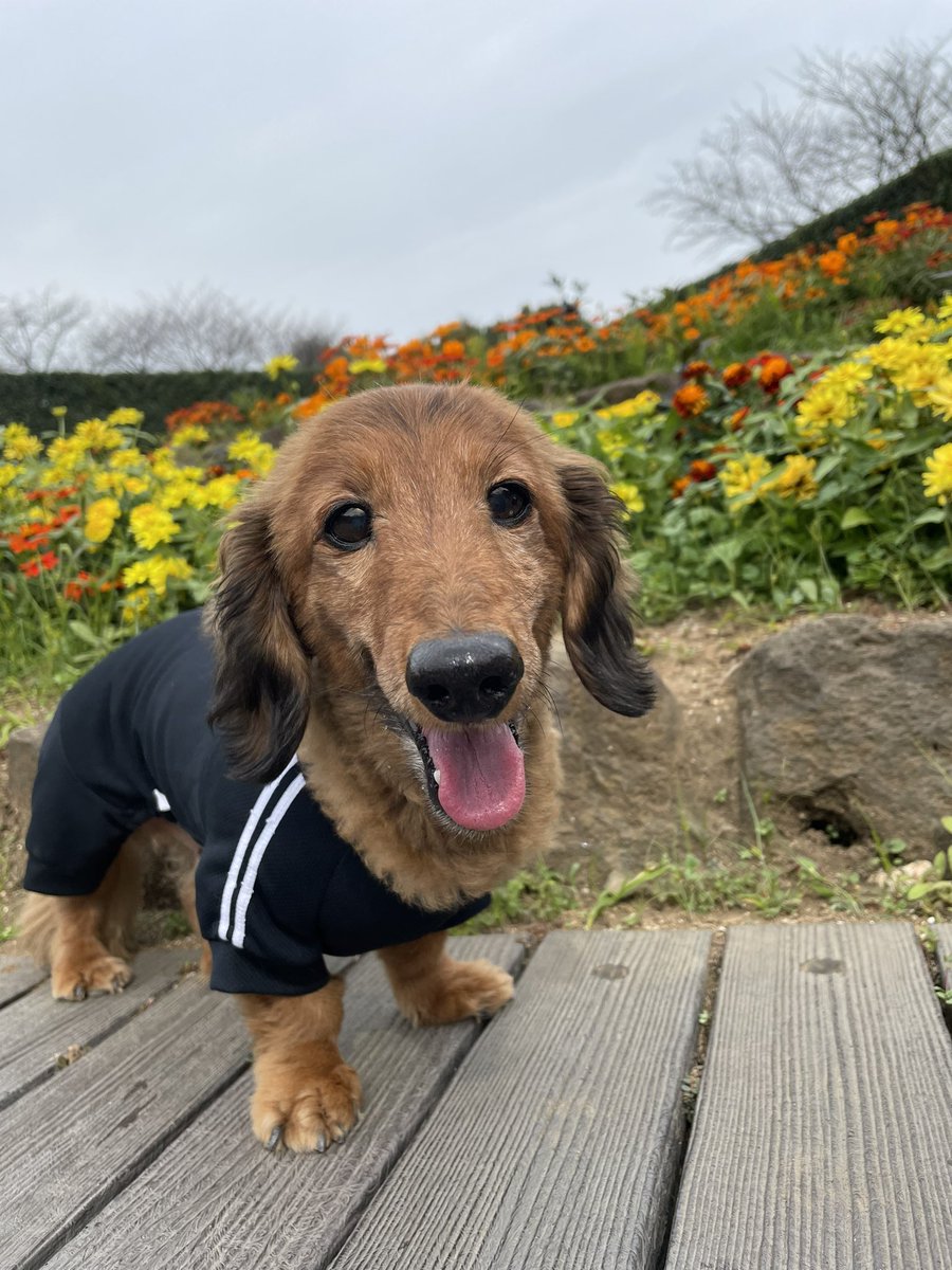 4Vej8's tweet photo. ワン ワン ワンの日🐶 https://t.co/rSw2P0cYIx