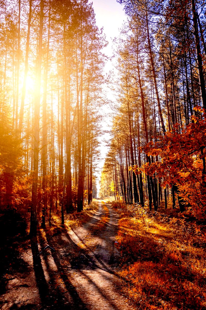Gorgeous day everyone ☀️🧡🌾🍁