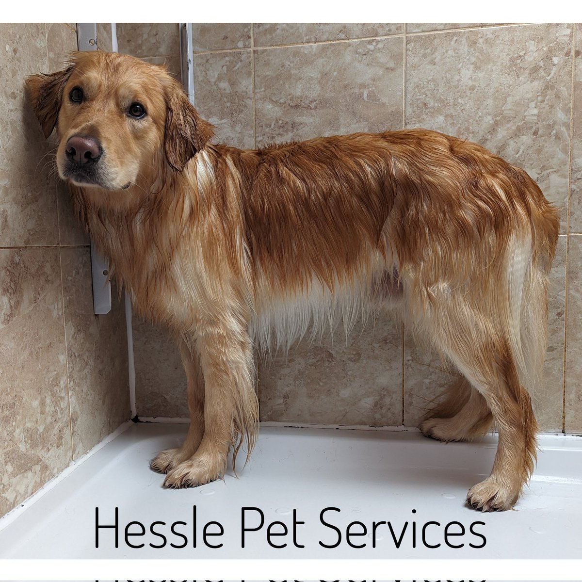 HesslePets's tweet photo. This sweet boy has had a wash, towel dry and brush through. He's worried about being handled and is making fantastic progress π
#DogGroomer #Hessle #Gollie #GoldenRetriever #Collie #DogsOfTwitter https://t.co/IraLIBjeSe