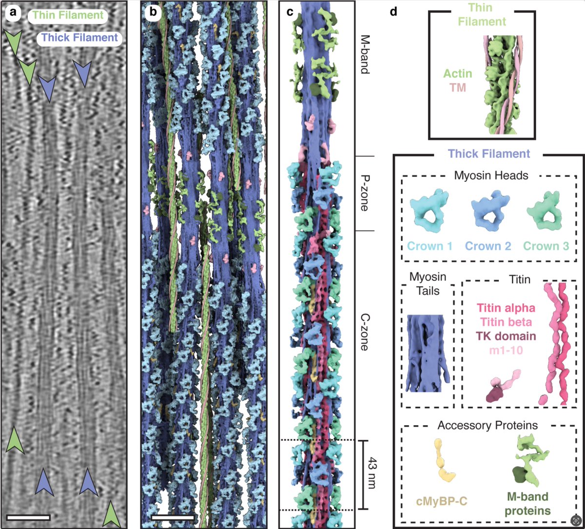 Davide Tamborrini tweet media