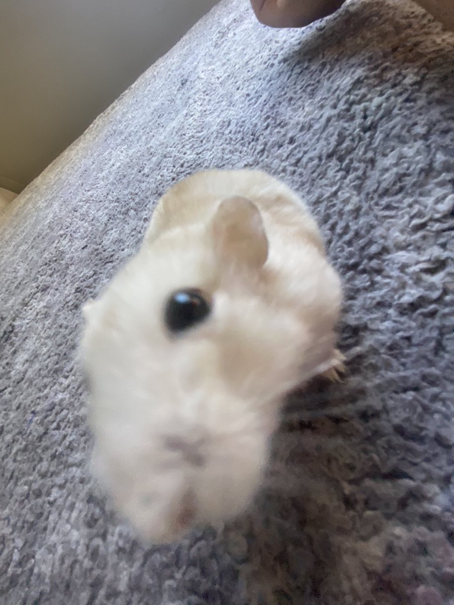 6soobs tweet picture