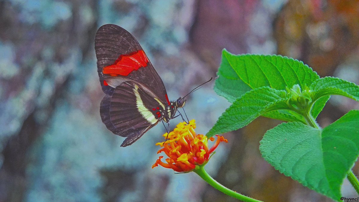 OzgunSozuer's tweet photo. Postman Butterfly | Heliconius melpomene | POSTACI KELEBEĞİ
https://t.co/h2LOXWfZXb
#postmanbutterfly #heliconiusmelpomene #butterfliesoftwitter #hayvamanzaraları #hangitür #ThePhotoHour #dailyphoto #PintoFotografía #thePhotoNow #yourshot #photooftheday #photoHDR #FotoRshot https://t.co/CALKuYBato
