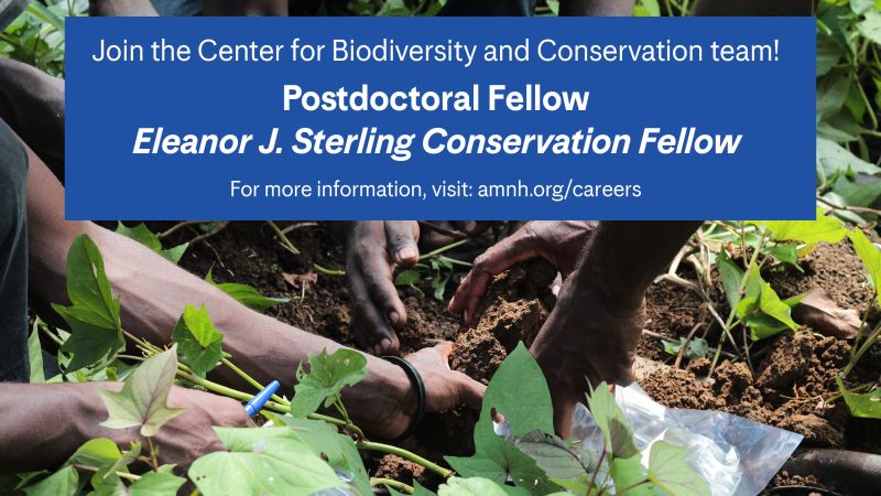 CBC at AMNH (@cbc_amnh) on Twitter photo We are hiring! The Sterling Conservation Fellow will be expected to lead conservation research that is interdisciplinary and builds bridges across the natural and social sciences, as well advances inclusive, participatory approaches in conservation. careers.amnh.org/postings/3902 We are hiring! The Sterling Conservation Fellow will be expected to lead conservation research that is interdisciplinary and builds bridges across the natural and social sciences, as well advances inclusive, participatory approaches in conservation. careers.amnh.org/postings/3902