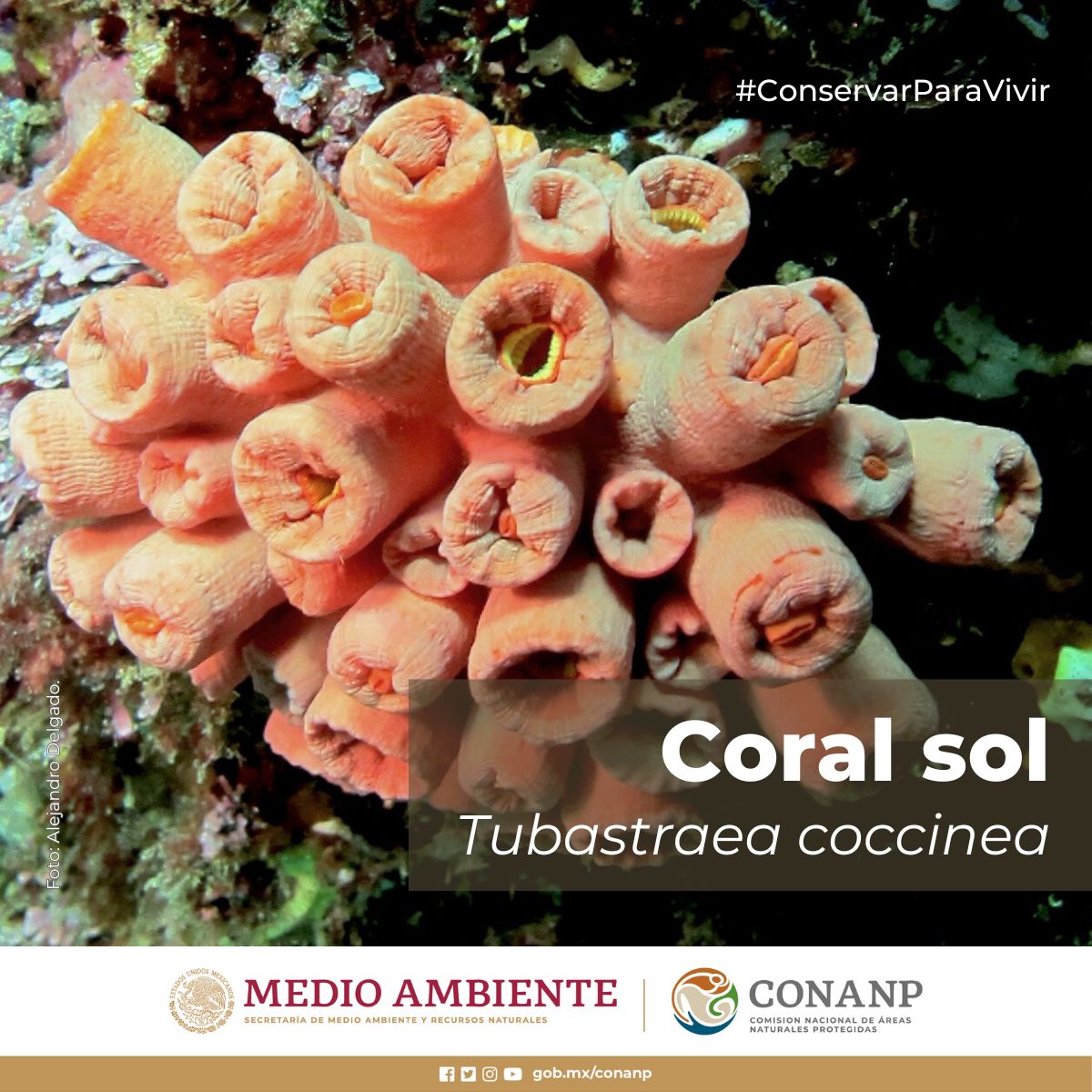 CONANP_mx's tweet photo. #FelizViernes
El #CoralSol (Tubastraea coccinea) es conocido por sus vivos colores y se dice que desafía las expectativas al prosperar en aguas más frías que la mayoría de los corales. Su adaptabilidad es asombrosa.🪸
¿Lo conocías? 👀
#ConservarParaVivir 🪲🐬🕷️🐢🦋🌻🐜 https://t.co/PpgfpaAoYm