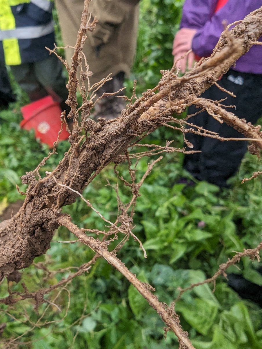 Today our Nat 5 Geography classroom looked like this 🌱 Learning about how rural businesses develop, farming can be a driver for carbon reduction &amp; hungry families can be fed. A real reminder how many vital jobs in 🏴󠁧󠁢󠁳󠁣󠁴󠁿 are underpinned by the principles they learn in 🌍 classes!