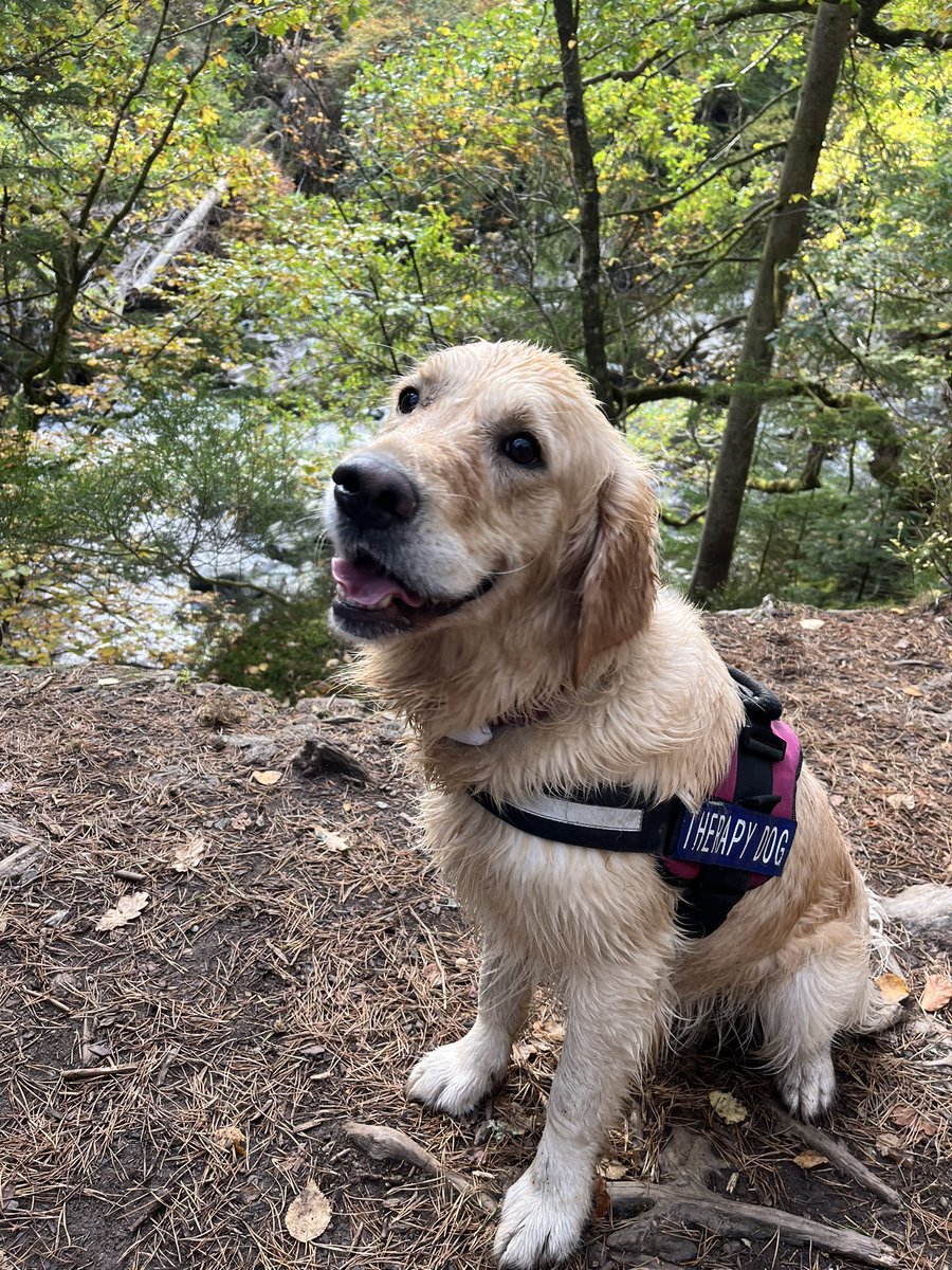 Bella the Therapy Dog tweet media