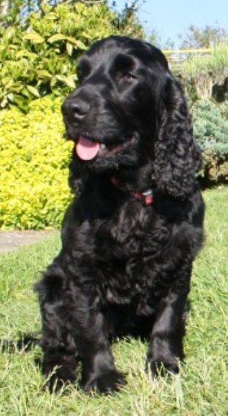 TILLY #SpanielHour

Female #CockerSpaniel Adult Black Microchipped

#Missing 01 Feb 2012 Hill Top Lane #WhittleLeWoods #Chorley #Lancs Disappeared out of the garden PR6
Surrounding areas, Brindle, Withnell, Wheelton, Brinscall, Heapey.

doglost.co.uk/dog-blog.php?d…