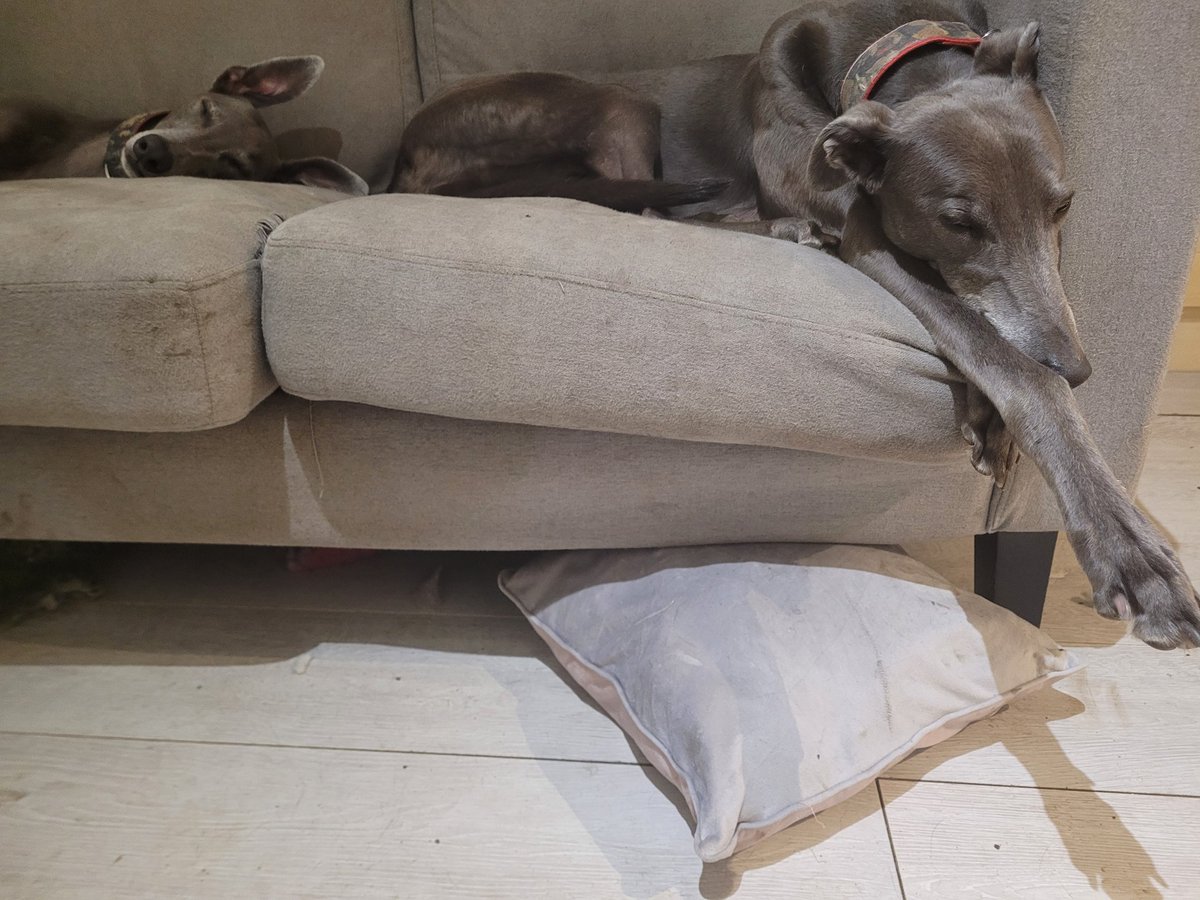Reg🌈Rosie, Alice 🌈 and Wilf tweet media