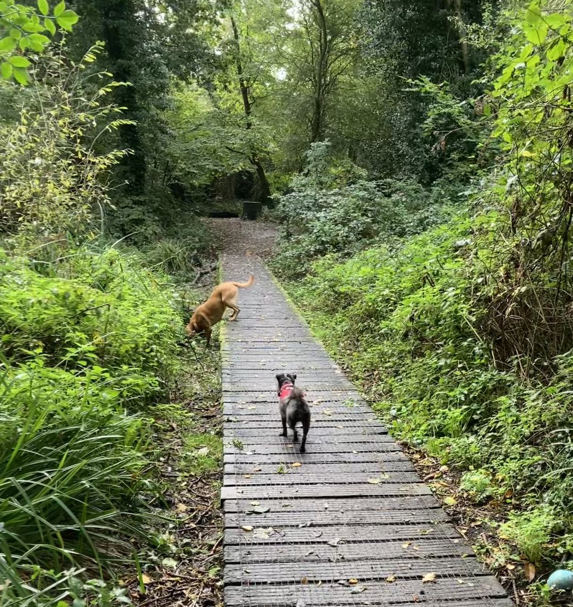 Seashellsfelix's tweet photo. Slightly damp walkies with Suki’s pal this morning… there was something v interesting in the muddy bit underneath the troll bridge! 🤣🐾🐾
#schnauzergang #redfoxlab https://t.co/hD6ekyYuSC