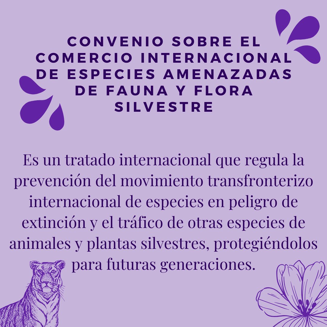 Planetasolouno's tweet photo. La naturaleza es lo mas puro que existe y nadie tiene derecho a  traficar con ella 🚫🌷

Desliza ➡️para aprender sobre la protección de nuestra querida flora💚

Y lo olvides que juntos hacemos un cambio💪🏻

#notraficodeorquideas https://t.co/hfhoXpKNZ3