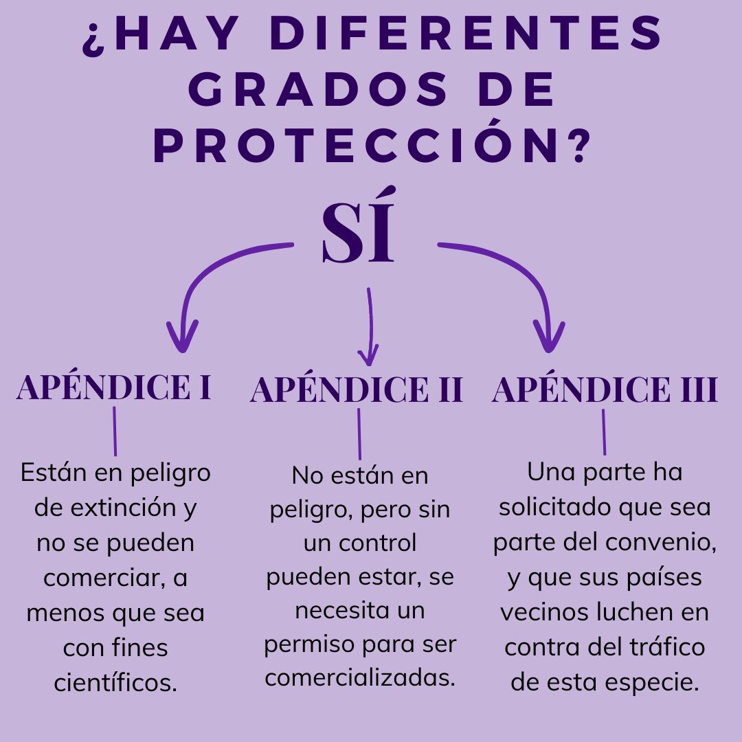 Planetasolouno's tweet photo. La naturaleza es lo mas puro que existe y nadie tiene derecho a  traficar con ella 🚫🌷

Desliza ➡️para aprender sobre la protección de nuestra querida flora💚

Y lo olvides que juntos hacemos un cambio💪🏻

#notraficodeorquideas https://t.co/hfhoXpKNZ3