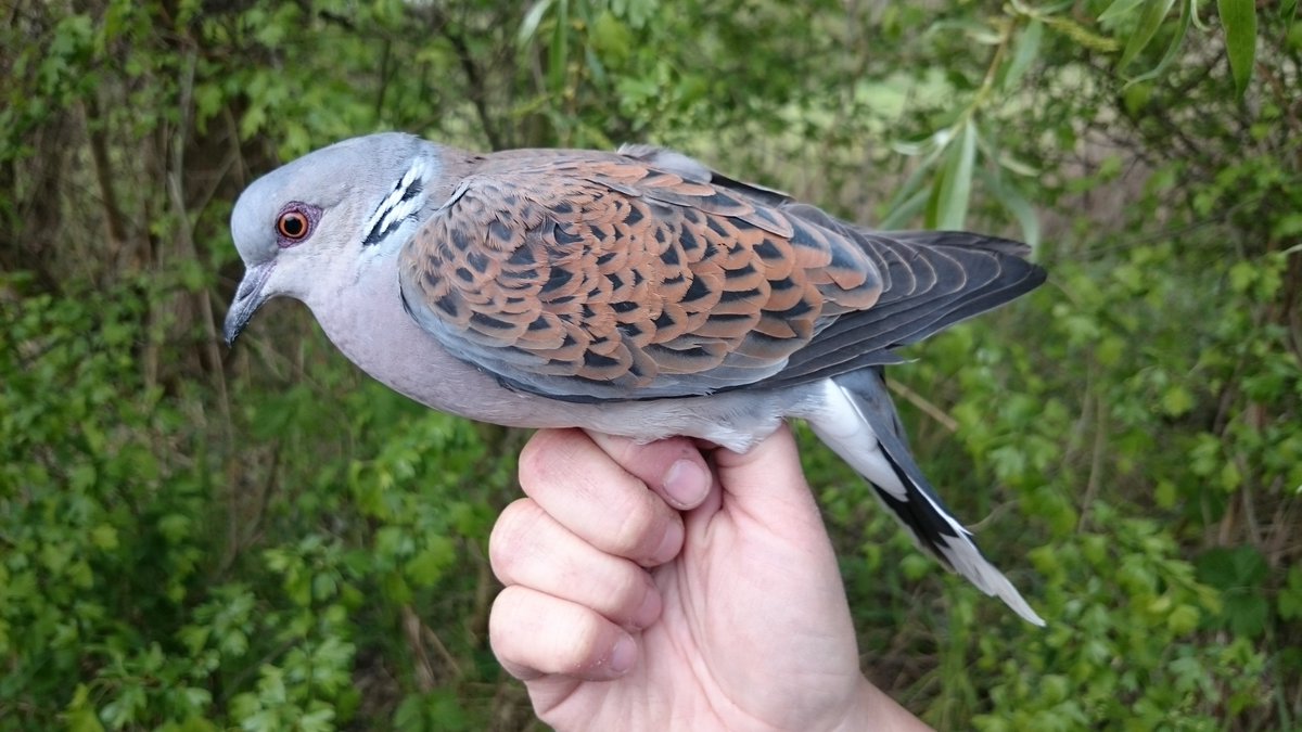 🌟 Exciting Opportunity! 🌟 Are you a postdoc with a passion for data analysis and a keen interest in #birdmigration? 🦆🌍 Join our lab @ivb_cas for 4 years in the #HABITRACK @HorizonEU project! Apply by 30 Nov Job starts 1 Jan ➡️ bit.ly/HabitrackAdvert #ornithology