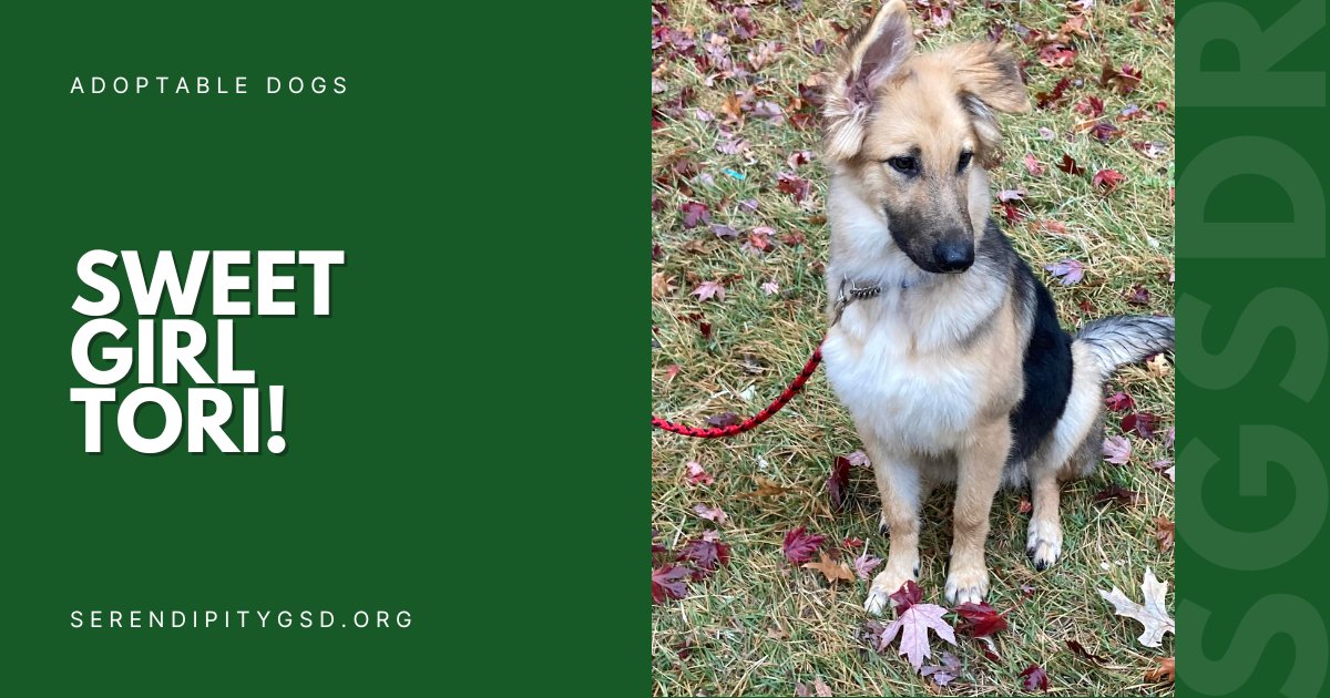 Tori has settled beautifully into her foster home. Get to know this delightful girl on her bio right here! 
👉ow.ly/hNY650Q3bw1
💚
#SGSDR #STLDogs #STLDogRescue #GSDRescue #GSDLove