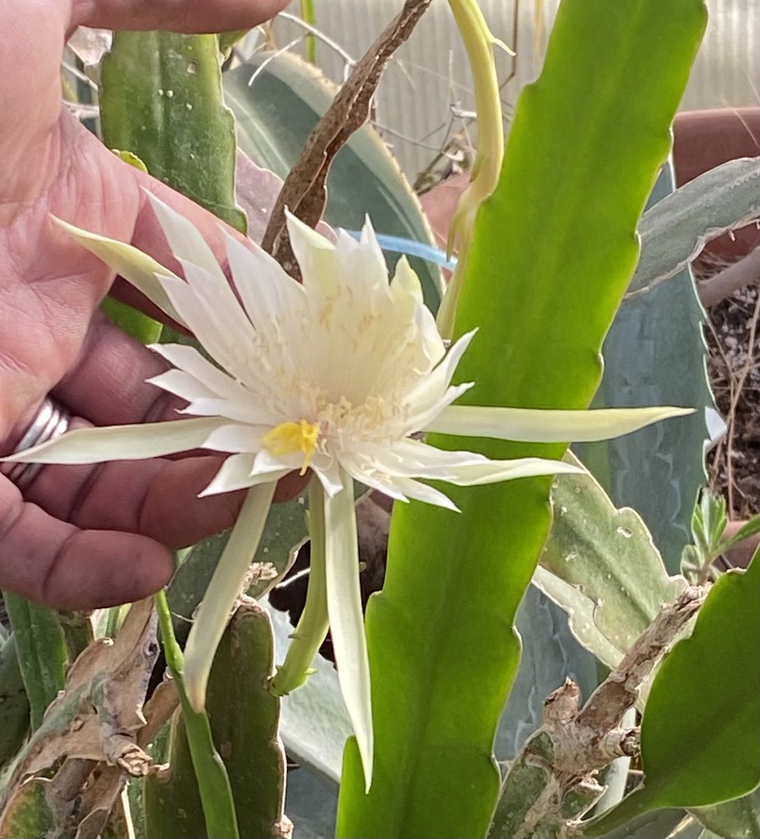 The first day of November…is it too soon to share a picture of a flowering Christmas Cactus from the Natural Science Technology Center? ❄️🥶#TPSProud #DiscoverTPS